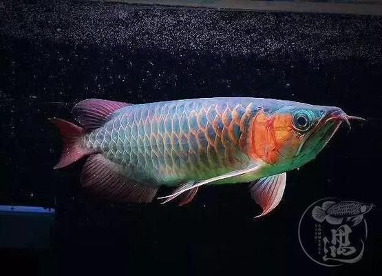 過背金龍魚視頻【18歲了還沒有談過戀愛】