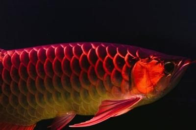 紅龍魚水霉病怎么治療最好