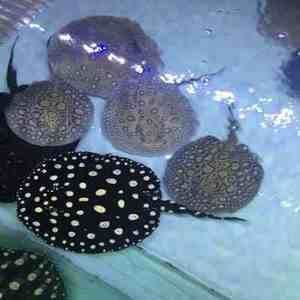 黑金魟魚繁殖后水質管理：黑金魟魚繁殖后如何穩定水質