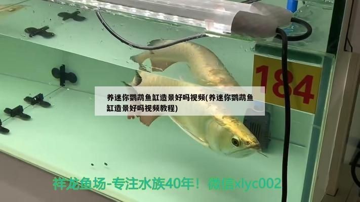 龍魚魚缸造景放什么好vs祥龍魚場：龍魚魚缸造景放什么好vs祥龍魚場特色服務推薦