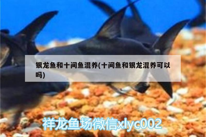 銀龍魚和十間魚混養(yǎng)(十間魚和銀龍混養(yǎng)可以嗎)