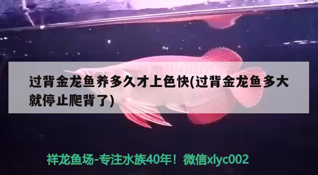 過背金龍魚養多久才上色快(過背金龍魚多大就停止爬背了)