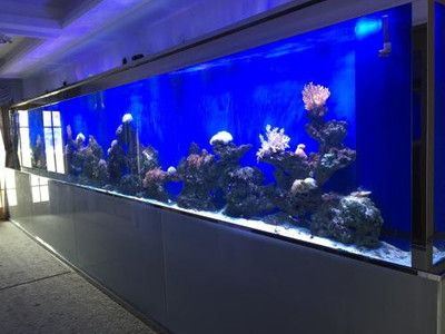 大型魚缸側面裂了怎么修補：修補大型魚缸側面裂縫的方法