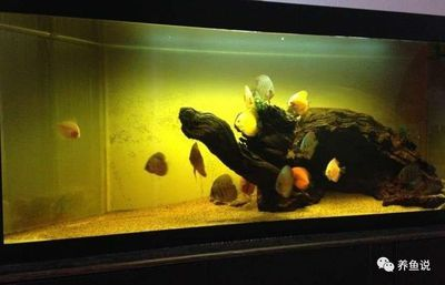 超市魚缸養魚為什么老是會死掉呀:超市魚缸養魚會導致魚缸死亡的原因是喂食過度喂食過量 魚缸百科 第1張 超市魚缸養魚為什么老是會死掉呀:超市魚缸養魚會導致魚缸死亡的原因是喂食過度喂食過量 超市魚缸養魚為什么老是會死掉呀:超市魚缸養魚會導致魚缸死亡的原因是喂食過度喂食過量 魚缸百科 第1張