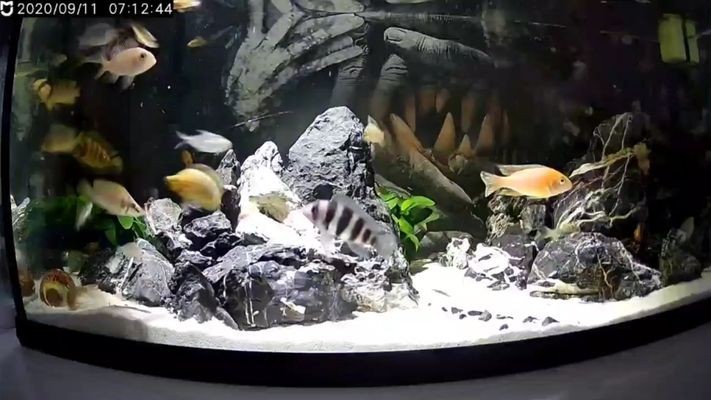 德宏傣族景頗族自治州水族館vs祥龍魚場（云南德宏傣族景頗族自治州水族館位于中國云南省西部） 德宏傣族景頗族自治州水族館vs祥龍魚場（云南德宏傣族景頗族自治州水族館位于中國云南省西部） 全國水族館企業名錄 第2張