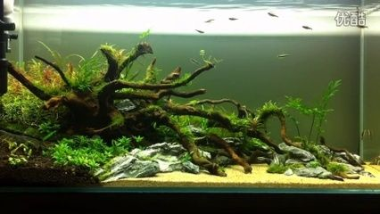 不種草的魚缸造景好嗎：簡約風格的魚缸造景，簡單易行