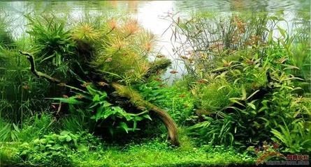 不種草的魚缸造景好嗎：簡約風格的魚缸造景，簡單易行