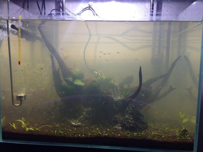 不種草的魚缸造景好嗎：簡約風格的魚缸造景，簡單易行