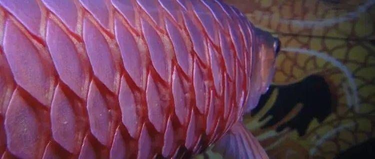 龍魚炸鱗了怎樣快速治療vs祥龍魚場：祥龍魚場的龍魚品種介紹