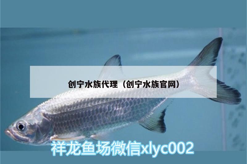 創寧水族代理（創寧水族官網）
