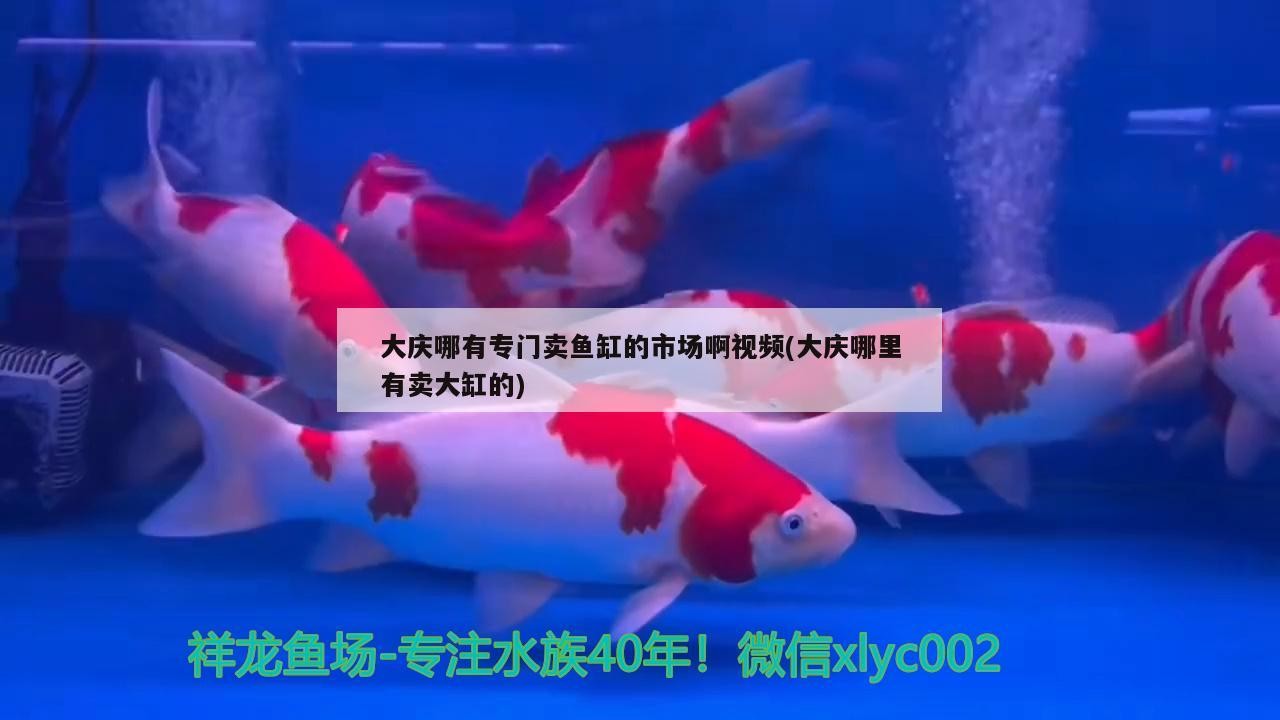 大慶哪有專門賣魚缸的市場啊視頻(大慶哪里有賣大缸的)