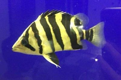 虎魚最適合的溫度是多少：虎魚最適合的溫度是多少呢？