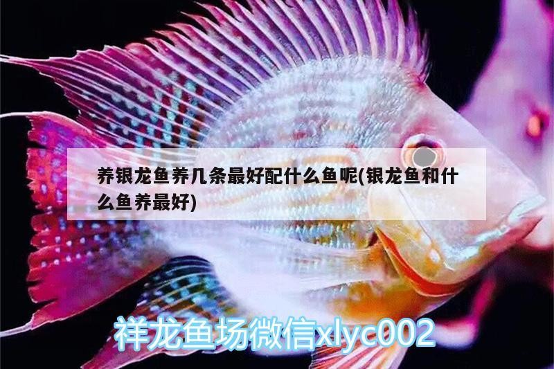 養銀龍魚養幾條最好配什么魚呢(銀龍魚和什么魚養最好)