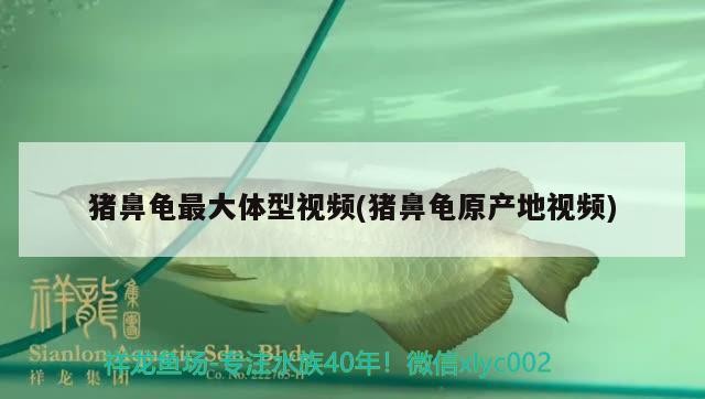 豬鼻龜最大體型視頻(豬鼻龜原產地視頻) 豬鼻龜最大體型視頻(豬鼻龜原產地視頻) 豬鼻龜百科