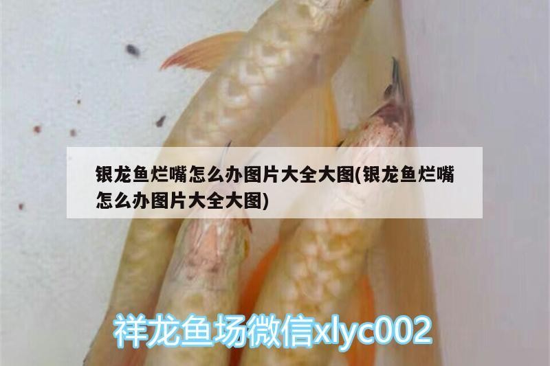銀龍魚爛嘴怎么辦圖片大全大圖(銀龍魚爛嘴怎么辦圖片大全大圖)