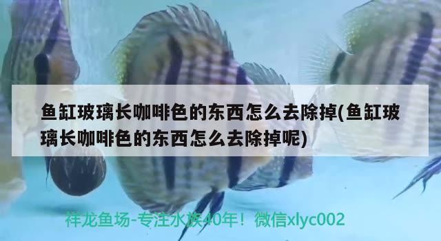 魚缸玻璃長咖啡色的東西怎么去除掉(魚缸玻璃長咖啡色的東西怎么去除掉呢)