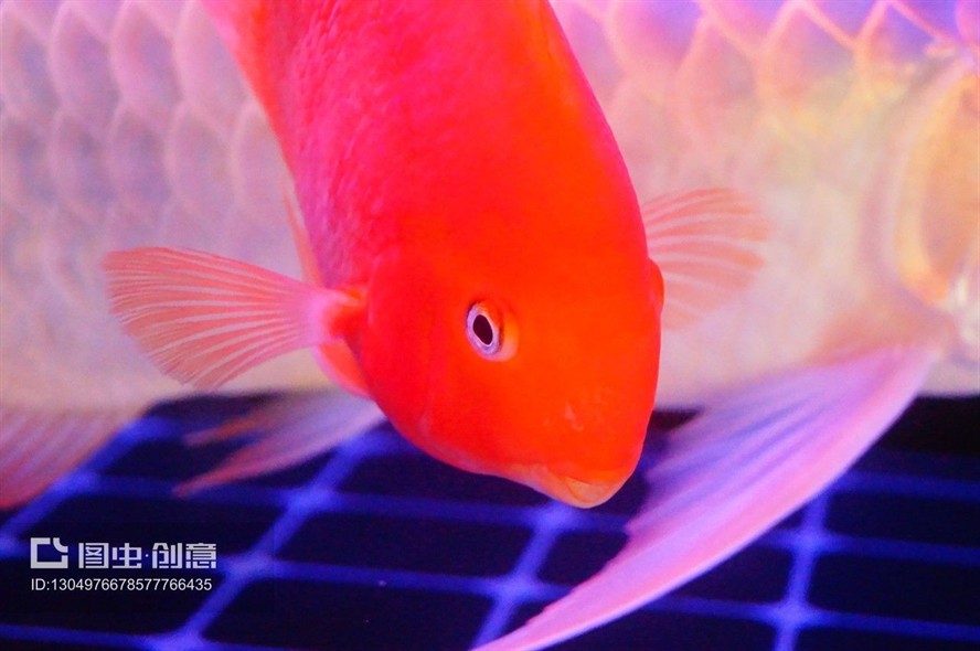 龍魚的飼養環境及背景顏色怎么選擇呢