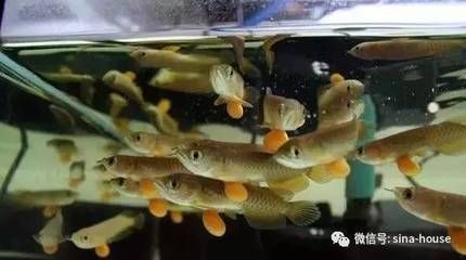 龍魚一般水溫控制在多少度vs祥龍魚場：如何挑選健康的龍魚，龍魚日常飼養注意事項