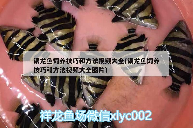 銀龍魚飼養(yǎng)技巧和方法視頻大全(銀龍魚飼養(yǎng)技巧和方法視頻大全圖片)