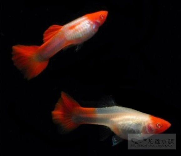 大型白色觀賞魚有哪些種類名稱（大型白色觀賞魚有哪些種類）