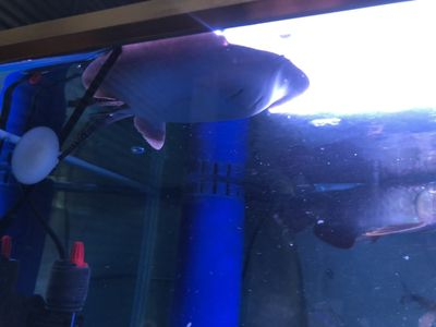 養魟魚多久換一次水：養魟魚多久換一次水并沒有固定的標準，需要根據具體情況調整 養魟魚多久換一次水：養魟魚多久換一次水并沒有固定的標準，需要根據具體情況調整 魟魚百科 第1張