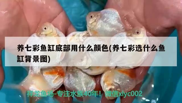 養七彩魚缸底部用什么顏色(養七彩選什么魚缸背景圖)