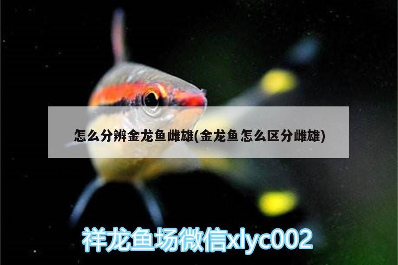 怎么分辨金龍魚雌雄(金龍魚怎么區分雌雄) 怎么分辨金龍魚雌雄(金龍魚怎么區分雌雄) 魚缸百科