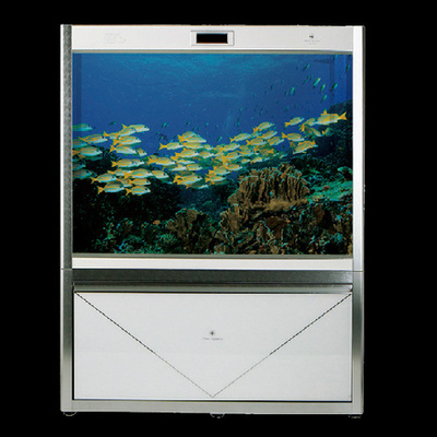 魚缸用黑色背景養什么魚好看圖片大全