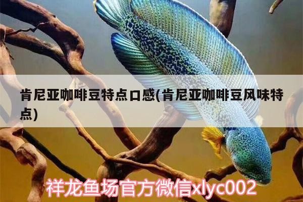 肯尼亞咖啡豆特點口感(肯尼亞咖啡豆風味特點)