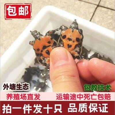 撫州龍魚vs祥龍魚場（撫州龍魚與祥龍魚場之間的區別） 撫州龍魚vs祥龍魚場（撫州龍魚與祥龍魚場之間的區別） 全國水族館企業名錄 第3張