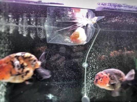 周口二手魚缸轉讓電話號碼