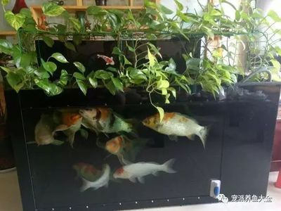 80厘米魚缸適合養幾條錦鯉呢：80厘米長的魚缸養幾條錦鯉魚缸養多少條錦鯉最好