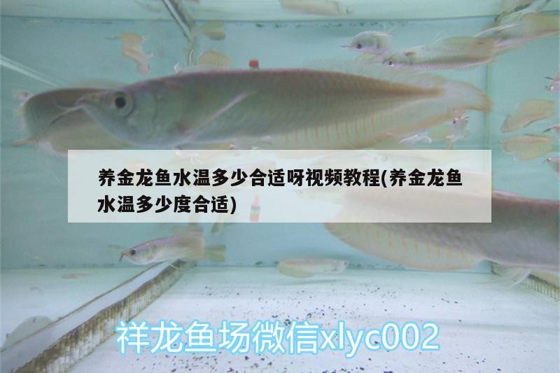觀賞魚 養(yǎng)金龍魚水溫多少合適呀視頻教程(養(yǎng)金龍魚水溫多少度合適) 魟魚百科 養(yǎng)金龍魚水溫多少合適呀視頻教程(養(yǎng)金龍魚水溫多少度合適) 養(yǎng)金龍魚水溫多少合適呀視頻教程(養(yǎng)金龍魚水溫多少度合適) 魟魚百科