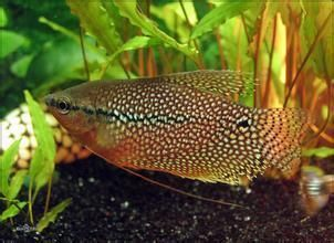 珍珠魟魚小時候和長大后的區(qū)別:珍珠魟魚在成長過程中不僅體型發(fā)生變化而且體型發(fā)生變化 魟魚百科 第2張 珍珠魟魚小時候和長大后的區(qū)別:珍珠魟魚在成長過程中不僅體型發(fā)生變化而且體型發(fā)生變化 珍珠魟魚小時候和長大后的區(qū)別:珍珠魟魚在成長過程中不僅體型發(fā)生變化而且體型發(fā)生變化 魟魚百科 第2張