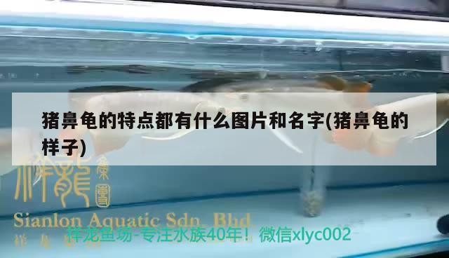 豬鼻龜的特點都有什么圖片和名字(豬鼻龜的樣子)