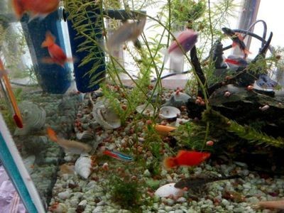 不想要的魚缸怎么處理干凈：如何處理不想要的魚缸