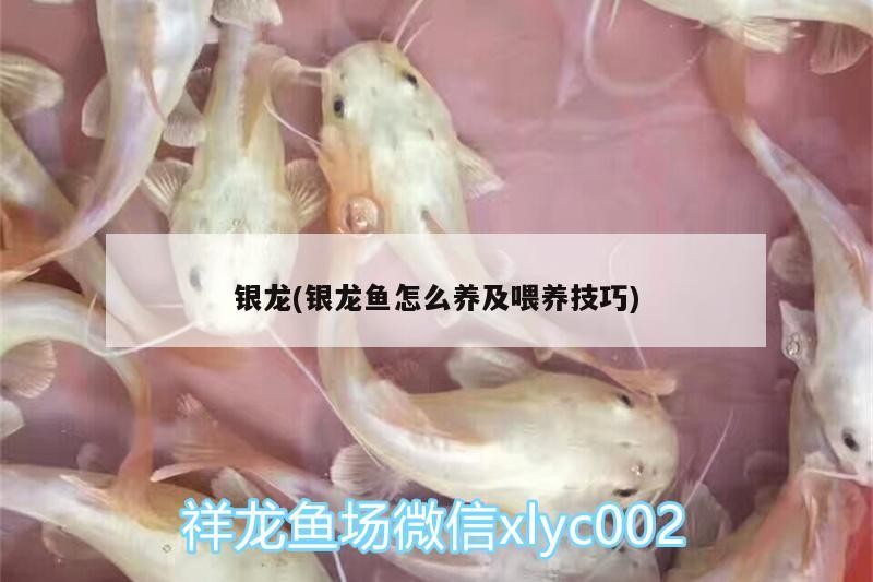 銀龍(銀龍魚怎么養及喂養技巧)