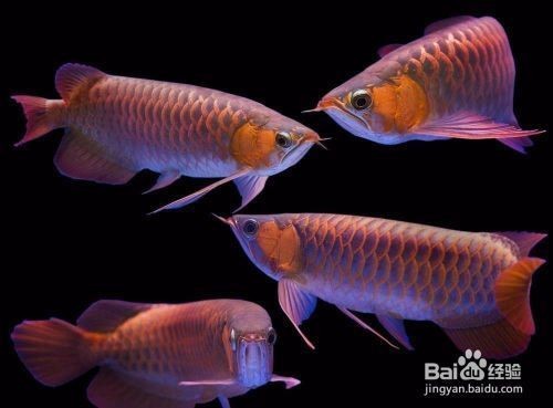 金龍魚適宜的水質標準：金龍魚對水質的要求較高 金龍魚適宜的水質標準：金龍魚對水質的要求較高 金龍魚百科 第3張