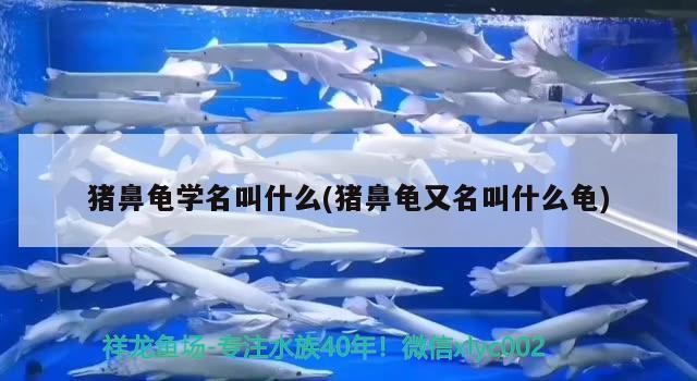 豬鼻龜學名叫什么(豬鼻龜又名叫什么龜)