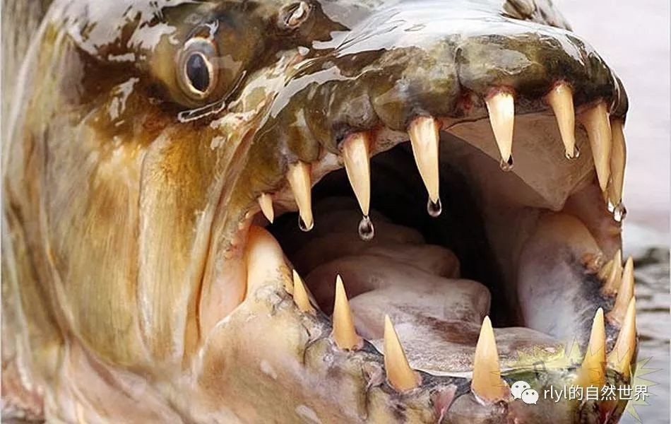 虎魚生活在什么地方：虎魚生活在什么地方生活在什么地方虎魚生活在什么地方