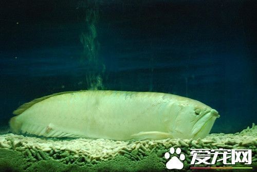 龍魚用藥過量怎么處理干凈vs祥龍魚場：如何預防龍魚用藥過量