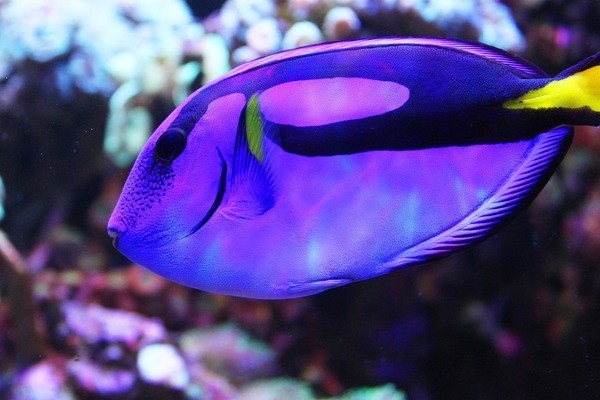 魚缸磕壞了一個角
