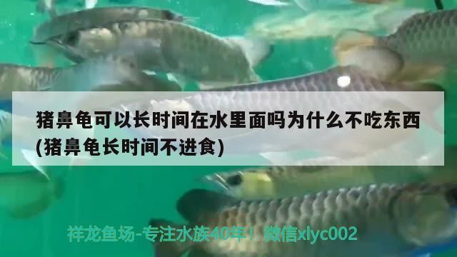 豬鼻龜可以長時間在水里面嗎為什么不吃東西(豬鼻龜長時間不進食)