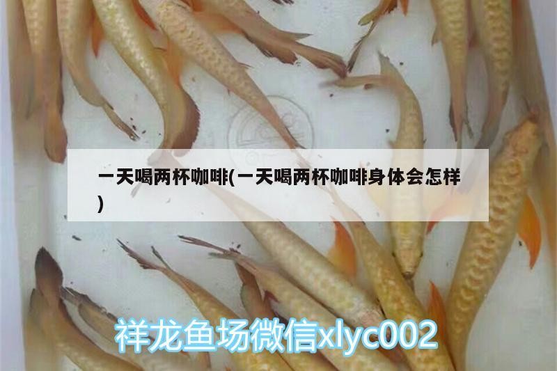 一天喝兩杯咖啡(一天喝兩杯咖啡身體會怎樣) 一天喝兩杯咖啡(一天喝兩杯咖啡身體會怎樣) 馬來西亞咖啡