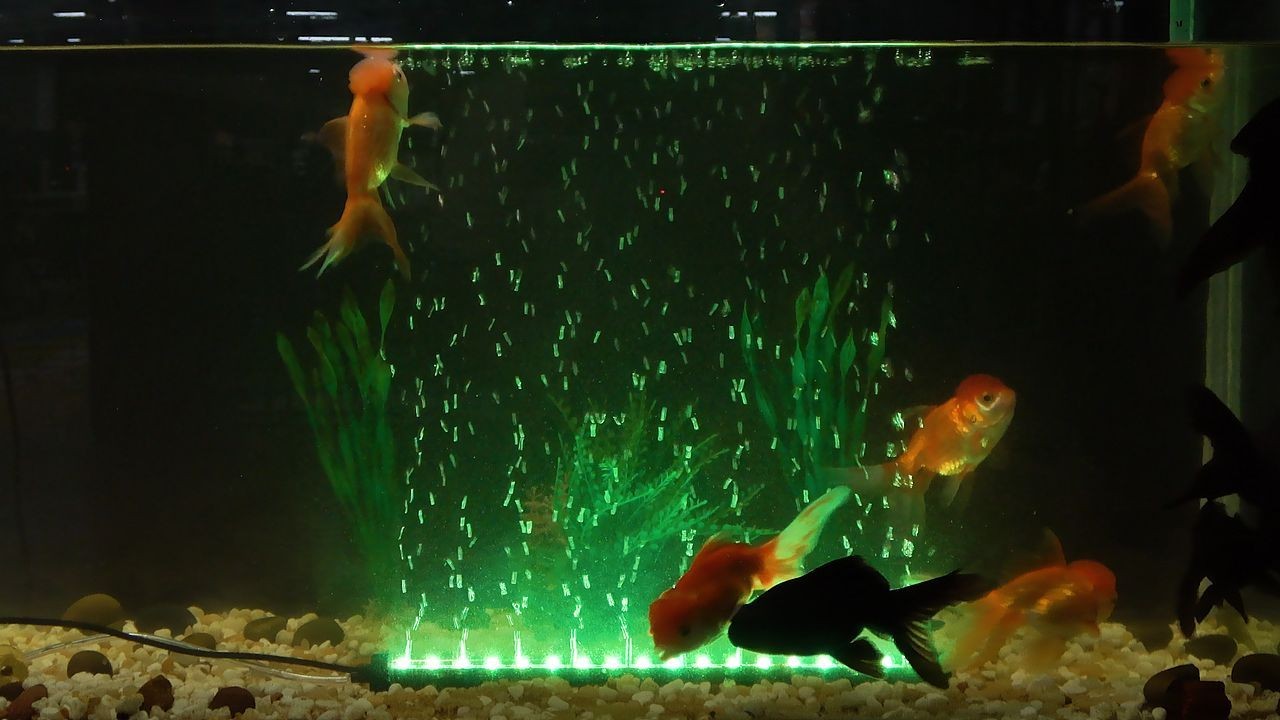 紅龍魚缸底色怎么調色