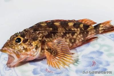 海水魚種類（海水魚的飼養技巧）