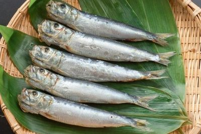 海水魚種類（海水魚的飼養技巧）