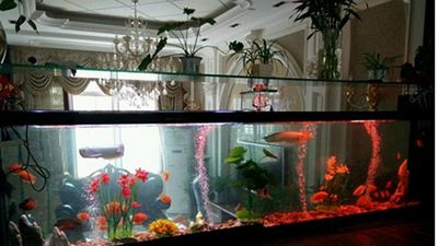 大魚缸怎么清理消毒水：大魚缸的清理和消毒的三種方法，在使用時要注意以下幾點