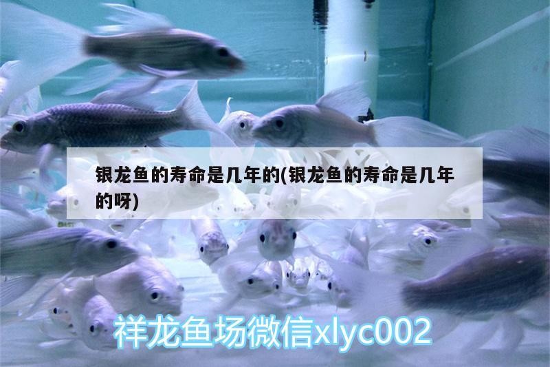銀龍魚的壽命是幾年的(銀龍魚的壽命是幾年的呀)