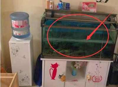 搬家魚缸和魚送人會破財嗎：搬家魚缸和魚送人會破財嗎？
